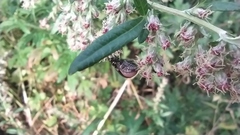 Chrysolina aurichalcea
