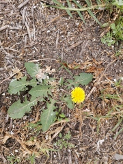 Taraxacum officinale