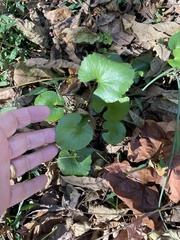 Ranunculus abortivus