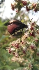 Chrysolina aurichalcea