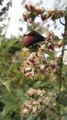 Chrysolina aurichalcea