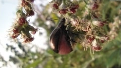Chrysolina aurichalcea