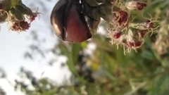 Chrysolina aurichalcea