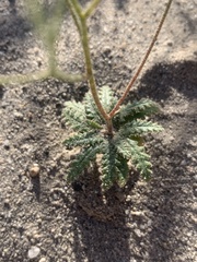 Polemoniaceae