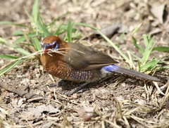 Granatina ianthinogaster