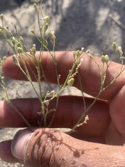 Polemoniaceae