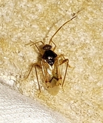 Eustictus