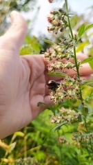 Chrysolina aurichalcea