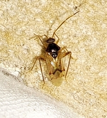 Eustictus