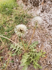 Taraxacum officinale