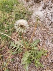 Taraxacum officinale
