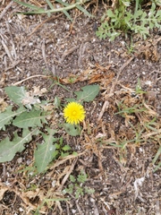 Taraxacum officinale