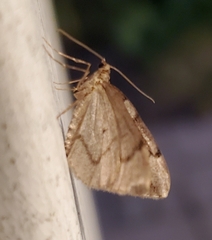 Thera juniperata