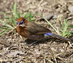 Granatina ianthinogaster