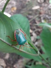 Edessa rufomarginata