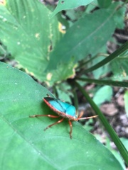 Edessa rufomarginata