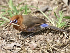 Granatina ianthinogaster