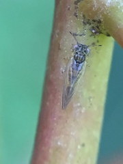 Blastopsylla occidentalis