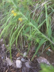 Odontites lanceolatus