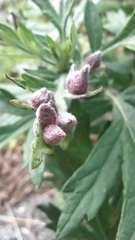 Rhopalomyia yomogicola