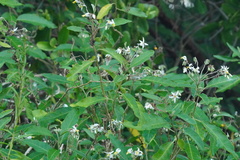 Solanum donianum