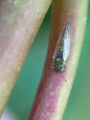 Blastopsylla occidentalis