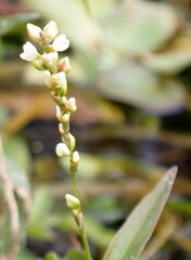 Persicaria punctata