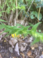 Odontites lanceolatus