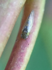 Blastopsylla occidentalis