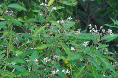 Solanum donianum