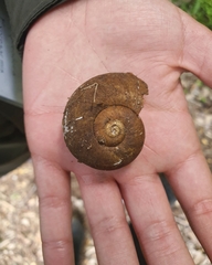 Macrocyclis peruvianus
