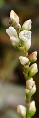 Persicaria punctata