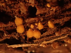 Hemitrichia calyculata