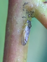 Blastopsylla occidentalis