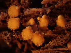 Hemitrichia calyculata