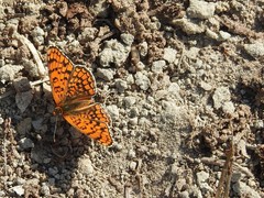 Melitaea phoebe