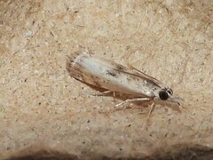 Microcrambus