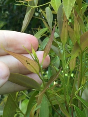 Blastopsylla occidentalis