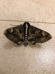 Sphingomorpha chlorea