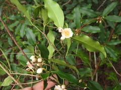Ternstroemia