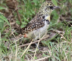 Trachyphonus darnaudii