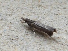 Neodactria luteolellus