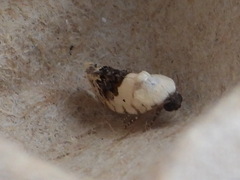 Ponometia erastrioides