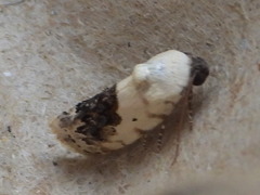 Ponometia erastrioides