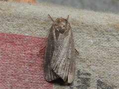 Athetiina