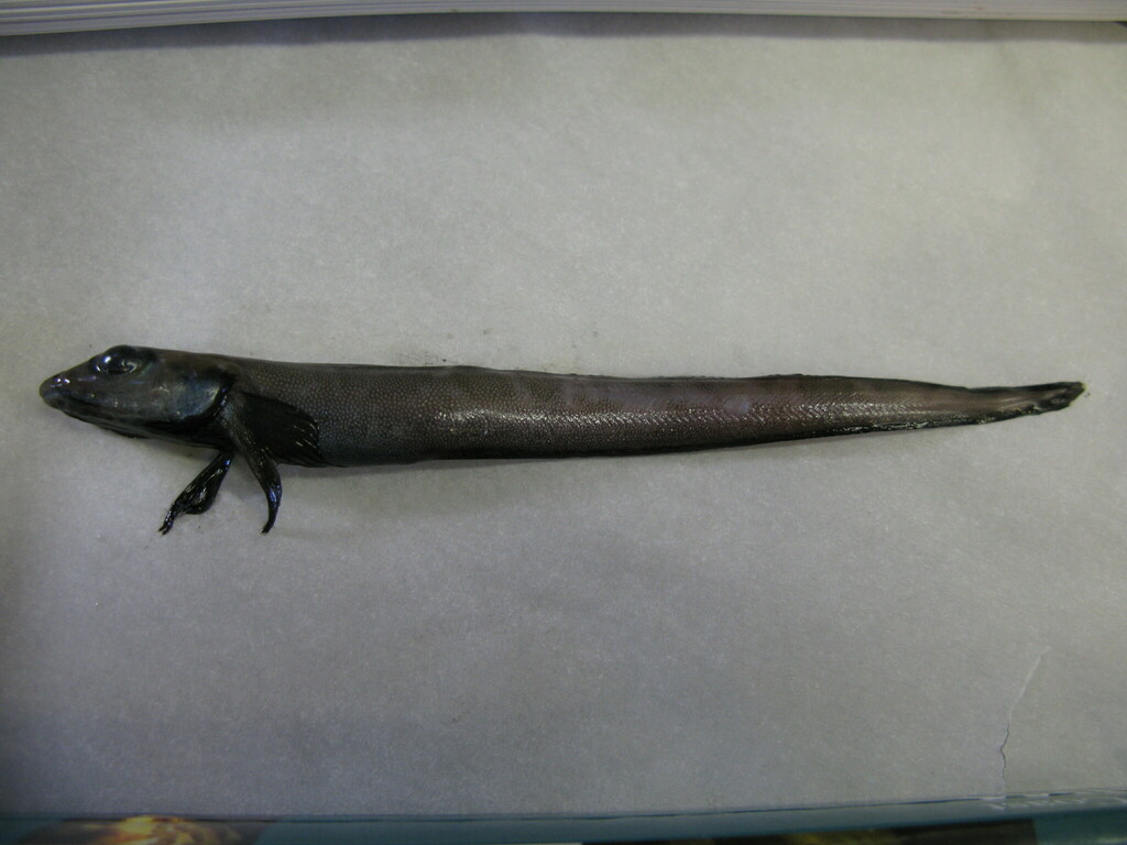 Bering Eelpout