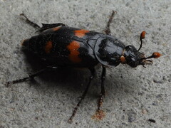 Nicrophorus orbicollis