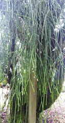 Rhipsalis
