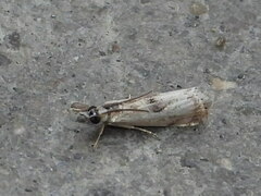 Microcrambus