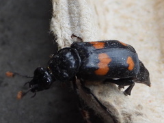 Nicrophorus orbicollis